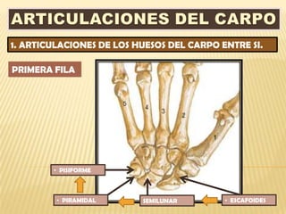 1. ARTICULACIONES DE LOS HUESOS DEL CARPO ENTRE SI.

PRIMERA FILA




        • PISIFORME



         • PIRAMIDAL      SEMILUNAR        • ESCAFOIDES
 