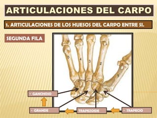 1. ARTICULACIONES DE LOS HUESOS DEL CARPO ENTRE SI.

SEGUNDA FILA




        • GANCHOSO



         • GRANDE         TRAPEZOIDE       • TRAPECIO
 
