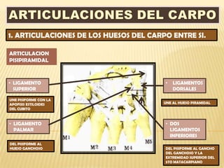 1. ARTICULACIONES DE LOS HUESOS DEL CARPO ENTRE SI.

ARTICULACION
PISIPIRAMIDAL



• LIGAMENTO                             •   LIGAMENTOS
  SUPERIOR                                  DORSALES

UNE PISIFORME CON LA
APOFISIS ESTILOIDES                     UNE AL HUESO PIRAMIDAL
DEL CUBITO



• LIGAMENTO                             • DOS
  PALMAR                                  LIGAMENTOS
                                          INFERIORES
DEL PISIFORME AL
HUESO GANCHOSO                          DEL PISIFORME AL GANCHO
                                        DEL GANCHOSO Y LA
                                        EXTREMIDAD SUPERIOR DEL
                                        5TO MATACARPIANO
 