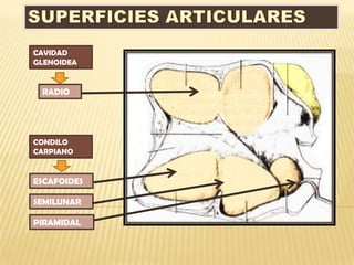 CAVIDAD
GLENOIDEA


 RADIO




CONDILO
CARPIANO


ESCAFOIDES

SEMILUNAR

PIRAMIDAL
 