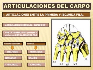 1. ARTICLACIONES ENTRE LA PRIMERA Y SEGUNDA FILA.


• ARTICULACION BICONDILEA -ELIPSOIDEA


• UNE LA PRIMERA FILA (excepto el
  pisiforme) CON LA SEGUNDA FILA



CAVIDAD GLENOIDEA      CONDILO




 • ESCAFOIDES           • TRAPEZOIDE

 SEMILUNAR              GRANDE


 • PIRAMIDAL            • GANCHOSO
 