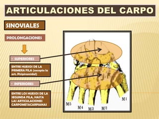 SINOVIALES
PROLONGACIONES




 • SUPERIORES

 ENTRE HUESOS DE LA
 PRIMERA FILA (excepto la
 art. Pisipiramidal)


 • INFERIORES

 ENTRE LOS HUESOS DE LA
 SEGUNDA FILA, HASTA
 LAS ARTICULACIONES
 CARPOMETACARPIANAS
 