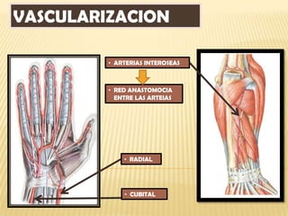 VASCULARIZACION

         • ARTERIAS INTEROSEAS



         • RED ANASTOMOCIA
           ENTRE LAS ARTEIAS




             • RADIAL




             • CUBITAL
 