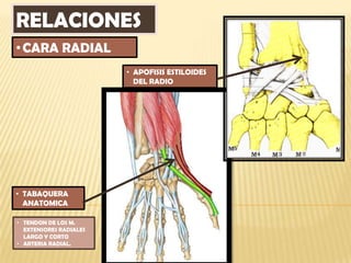 RELACIONES
• CARA RADIAL
                        • APOFISIS ESTILOIDES
                          DEL RADIO




• TABAQUERA
  ANATOMICA

• TENDON DE LOS M.
  EXTENSORES RADIALES
  LARGO Y CORTO
• ARTERIA RADIAL.
 