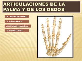 1. A. CARPOMETACARPIANAS


2. A. INTERCARPIANAS

3. A. METACARPOFALANGICAS

4. A. INTERFALANGICAS
 