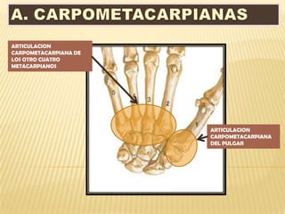 ARTICULACION
CARPOMETACARPIANA DE
LOS OTRO CUATRO
METACARPIANOS




                       ARTICULACION
                       CARPOMETACARPIANA
                       DEL PULGAR
 