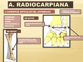 • SUPERFICIE RADIAL
1) SUPERFICIE ARTICULAR DEL ANTEBRAZO              • SUPERFICIE LIGAMENTOSA


SUPERFICIE
                       EJE MAYOR
CONCAVA:
sentido
anteroposterior y        APOFISIS ESTILOIDES DEL
                         RADIO
transversal

  EJE MENOR


                                                       APOFISIS ESTILOIDES DEL
                DISTANCIA ENTRE LA CARA                CUBITO
                ANTERIOR Y POSTERIOR DEL
                RADIO
 