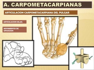 ARTICULACION CARPOMETACARPIANA DEL PULGAR


ARTICULACION SELAR.


MOVIMIENTOS DE
OPOSICION
 