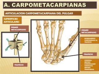 ARTICULACION CARPOMETACARPIANA DEL PULGAR
SUPERFICIES
ARTICULARES

     PRIMER
     METACARPIANO                            PRIMER
                                             METACARPIANO


                                             •   INVERSAMENTE
                                                 CONFIGURADO AL
                                                 TRAPECIO




                                                 TRAPECIO


                                             •   CONVEXA:
                                                 SENTIDO
                                                 DORSOPALMAR
       TRAPECIO                              •   CONVCAVA:
                                                 SENTIDO
                                                 TRANSVERSAL
 