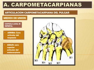 ARTICULACION CARPOMETACARPIANA DEL PULGAR

MEDIOS DE UNION

CAPSULA LAXA; SE
INFERTA:


•    ARRIBA: Cara
     articular del
     trapeecio


•    ABAJO: cara
     superior
     articular del
     metacarpiano
 