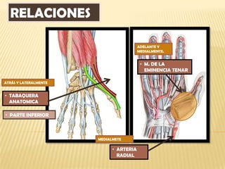RELACIONES

                                         ADELANTE Y
                                         MEDIALMENTE.


                                          • M. DE LA
                                            EMINENCIA TENAR

ATRÁS Y LATERALMENTE


• TABAQUERA
  ANATOMICA

• PARTE INFERIOR



                       MEDIALMETE

                             • ARTERIA
                               RADIAL
 
