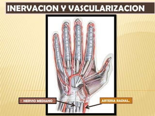 INERVACION Y VASCULARIZACION




  • NERVIO MEDIANO   ARTERIA RADIAL.
 