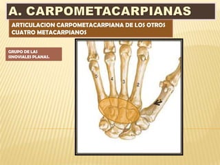 ARTICULACION CARPOMETACARPIANA DE LOS OTROS
 CUATRO METACARPIANOS


GRUPO DE LAS
SINOVIALES PLANAS.
 
