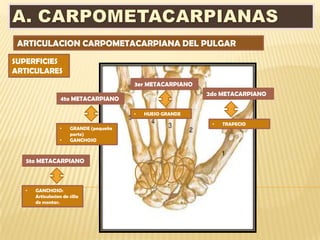 ARTICULACION CARPOMETACARPIANA DEL PULGAR
SUPERFICIES
ARTICULARES
                                        3er METACARPIANO
                                                           2do METACARPIANO
                  4to METACARPIANO

                                        •   HUESO GRANDE

                                                            •   TRAPECIO
                 •    GRANDE (pequeña
                      parte)
                 •    GANCHOSO



   5to METACARPIANO



  •   GANCHOSO:
      Articulacion de silla
      de montar.
 