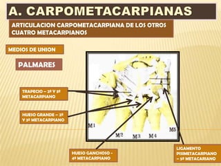 ARTICULACION CARPOMETACARPIANA DE LOS OTROS
 CUATRO METACARPIANOS

MEDIOS DE UNION

   PALMARES


    TRAPECIO – 2º Y 3º
    METACARPIANO



    HUESO GRANDE – 2º
    Y 3º METACARPIANO




                                               LIGAMENTO
                         HUESO GANCHOSO -      PISIMETACARPIANO
                         4º METACARPIANO       – 5º METACARIANO
 