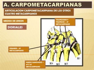 ARTICULACION CARPOMETACARPIANA DE LOS OTROS
 CUATRO METACARPIANOS

                                      TRAPEZOIDE Y
MEDIOS DE UNION                       TRAPECIO – 2º
                                      METACARPIANO
   DORSALES




    GRANDE – 3º
    METACARPIANO




                   HUESO GANCHOSO –
                   4º Y 5º
                   METACARPIANO
 