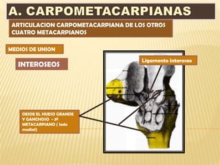 ARTICULACION CARPOMETACARPIANA DE LOS OTROS
 CUATRO METACARPIANOS

MEDIOS DE UNION

                                     Ligamento interoseo
   INTEROSEOS




    DESDE EL HUESO GRANDE
    Y GANCHOSO - 3º
    METACARPIANO ( lado
    medial)
 
