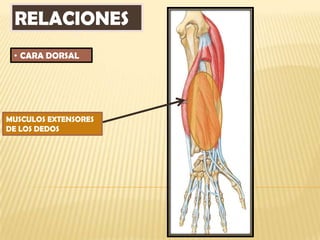 RELACIONES
 • CARA DORSAL




MUSCULOS EXTENSORES
DE LOS DEDOS
 