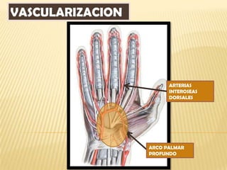 VASCULARIZACION




                        ARTERIAS
                        INTEROSEAS
                        DORSALES




                  ARCO PALMAR
                  PROFUNDO
 