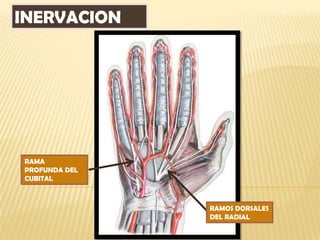 INERVACION




RAMA
PROFUNDA DEL
CUBITAL



               RAMOS DORSALES
               DEL RADIAL
 