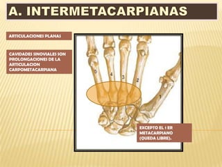 ARTICULACIONES PLANAS



CAVIDADES SINOVIALES SON
PROLONGACIONES DE LA
ARTICULACION
CARPOMETACARPIANA




                           EXCEPTO EL 1 ER
                           METACARPIANO
                           (QUEDA LIBRE).
 