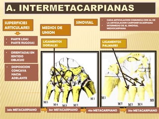 •   CADA ARTICULACION COMUNICA CON AL DE
SUPERFICIES                              SINOVIAL        LA ARTICULACION CARPOMETACARPIANA
                                                     •   INTERMEDIO DE AL SINOVIAL
ARTICULARES            MEDIOS DE                         MEDIOCARPIANA

                       UNION
•     PARTE LISAS
•     PARTE RUGOSAS    LIGAMENTOS                    LIGAMENTOS
                       DORSALES                      PALMARES

•     ORIENTADAS EN
      SENTIDO
      OBLICUO

•     DISPOSICION
      CONCAVA
      HACIA
      ADELANTE




    2do METACARPIANO      3er METACARPIANO    4to METACARPIANO          5to METACARPIANO
 