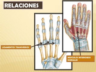 RELACIONES




LIGAMENTOS TRANSVERSOS



                         MUSCULOS INTEROSEOS
                         DORSALES
 