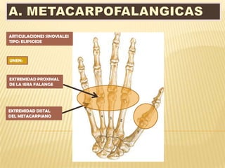 ARTICULACIONES SINOVIALES
TIPO: ELIPSOIDE



UNEN:



EXTREMIDAD PROXIMAL
DE LA 1ERA FALANGE




EXTREMIDAD DISTAL
DEL METACARPIANO
 