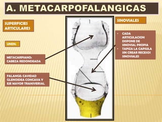 SINOVIALES
SUPERFICIES
ARTICULARES
                        •   CADA
                            ARTICULACION
                            DISPONE DE
UNEN:                       SINOVIAL PROPIA
                        •   TAPIZA LA CAPSULA
                            SIN CREAR RECESOS
METACARPIANO:               SINOVIALES
CABEZA REDONDEADA



FALANGE: CAVIDAD
GLENOIDEA CONCAVA Y
EJE MAYOR TRANSVERSAL
 