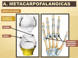 MEDIOS DE UNION


LIGAMENTOS
COLATERALES




 LATERAL




 MEDIAL


                  LIGAMENTO
                  TRANSVERSO
                  PROFUNDO
 