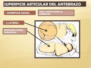 SUPERFICIE ARTICULAR DEL ANTEBRAZO
                       CRESTA ROMA DIVIDE LA
 • SUPERFICIE RADIAL   SUPERFICIE:



• 1) LATERAL

ESCAFOIDES: FORMA
TRIANGULAR
 