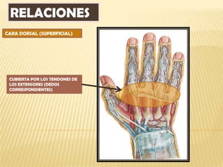 RELACIONES
CARA DORSAL (SUPERFICIAL)




 CUBIERTA POR LOS TENDONES DE
 LOS EXTENSORES (DEDOS
 CORRESPONDIENTES)
 