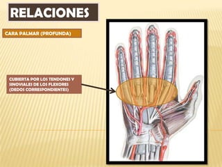 RELACIONES
CARA PALMAR (PROFUNDA)




 CUBIERTA POR LOS TENDONES Y
 SINOVIALES DE LOS FLEXORES
 (DEDOS CORRESPONDIENTES)
 