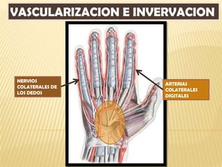 VASCULARIZACION E INVERVACION




NERVIOS
                     ARTERIAS
COLATERALES DE
                     COLATERALES
LOS DEDOS
                     DIGITALES
 