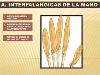 •   ARTICULACIONES SON
    GINGLIMO.

•   PONEN EN CONTACTO LA
    BASE Y LA CABEZA DE DOS
    FALANGES SUCESVAS



•   MOVILES EN SENTIDO DE
    FLEXION Y EXTENSION
 