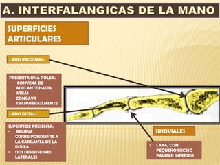 SUPERFICIES
ARTICULARES

LADO PROXIMAL:



PRESENTA UNA POLEA:
• CONVEXA DE
   ADELANTE HACIA
   ATRÁS
• CONCAVA
   TRANVSERASLMENTE

LADO DISTAL:

SUPERFICIE PRESENTA:
• RELIEVE                  SINOVIALES
   CORRESPONDIENTE A
   LA CARGANTA DE LA
   POLEA               •   LAXA, CON
• DOS DEPRESIONES          PEQUEÑO RECESO
   LATERALES               PALMAR INFERIOR
 