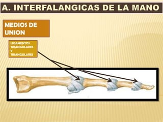 MEDIOS DE
UNION
 LIGAMENTOS
 TRIANGULARES
 Y
 TRIANGULARES
 