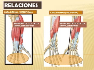 RELACIONES
CARA DORSAL (SUPERFICIAL)             CARA PALMAR (PROFUNDA)




        INSERSIONES DISTALES DE LOS          INSERSIONES DISTALES DE LOS
        MUSCULOS EXTENSORES                  MUSCULOS FLEXORES
 