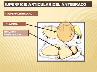 SUPERFICIE ARTICULAR DEL ANTEBRAZO

• SUPERFICIE RADIAL


• 2) MEDIAL

SEMILUNAR:
CUADRANBULAR
 