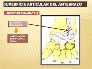 SUPERFICIE ARTICULAR DEL ANTEBRAZO

• SUPERFICIE LIGAMENTOSA


  LIGAMENTO
  TRIANGULAR




  • ARTICULACION
    RADIOCUBITAL
    DISTAL
 