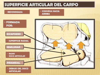 SUPERFICIE ARTICULAR DEL CARPO
• REDONDEADA           • CONVEXA HACIA
                         ARRIBA


• FORMADA
  POR:


 ESCAFOIDES

 • SUPERFICIE RADIAL

 SEMILUNAR

 • RADIO
 • DISCO ARTICULAR


 PIRAMIDAL

 • DEBAJO DEL DISCO
   ARTICULAR
 
