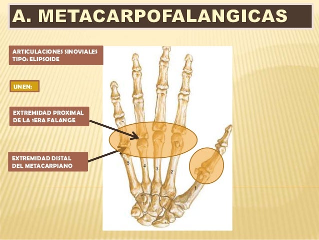 articulaciones-de-mu-eca-y-mano