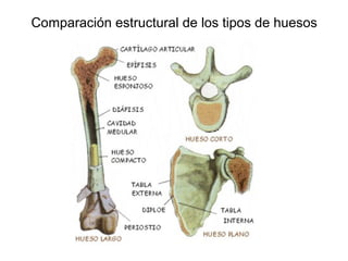Comparación estructural de los tipos de huesos
 