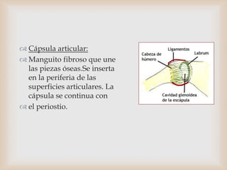  Cápsula articular:
 Manguito fibroso que une
las piezas óseas.Se inserta
en la periferia de las
superficies articulares. La
cápsula se continua con
 el periostio.
 