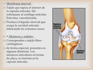  Membrana sinovial :
 Tejido que tapiza el interior de
la cápsula articular. Sin
sobrepasar al cartílago articular.
Está muy vascularizada.
 Produce el líquido sinovial que
ocupa la cavidad articular
lubricando los extremos óseos.
 • Meniscos y rodetes :
 Corresponden a tejido fibro-
cartilaginoso
 de forma especial, presentes en
algunas diartrosis. Los
meniscos articulares en forma
de placa, se insertan en la
cápsula articular.
 