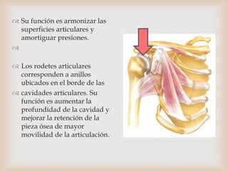  Su función es armonizar las
superficies articulares y
amortiguar presiones.

 Los rodetes articulares
corresponden a anillos
ubicados en el borde de las
 cavidades articulares. Su
función es aumentar la
profundidad de la cavidad y
mejorar la retención de la
pieza ósea de mayor
movilidad de la articulación.
 