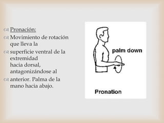  Pronación:
 Movimiento de rotación
que lleva la
 superficie ventral de la
extremidad
hacia dorsal,
antagonizándose al
 anterior. Palma de la
mano hacia abajo.
 