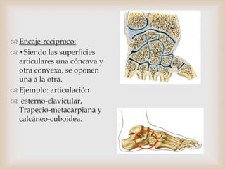  Encaje-reciproco:
 •Siendo las superficies
articulares una cóncava y
otra convexa, se oponen
una a la otra.
 Ejemplo: articulación
 esterno-clavicular,
Trapecio-metacarpiana y
calcáneo-cuboidea.
 