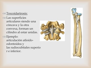  Trocoidartrosis:
 Las superficies
articulares siendo una
cóncava y la otra
convexa, forman un
cilindro al estar unidas.
 Ejemplo:
articulación atloido-
odontoidea y
las radiocubitales superio
r e inferior.
 