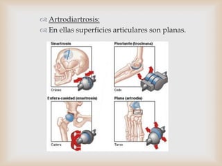  Artrodiartrosis:
 En ellas superficies articulares son planas.
 